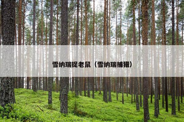 雪纳瑞捉老鼠（雪纳瑞捕猎）