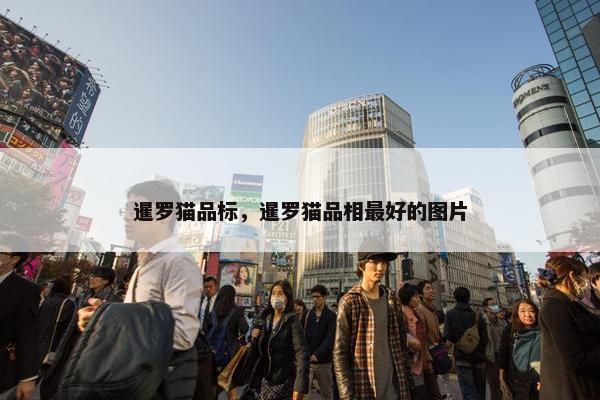 暹罗猫品标，暹罗猫品相最好的图片