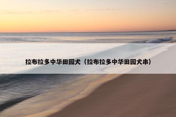 拉布拉多中华田园犬（拉布拉多中华田园犬串）