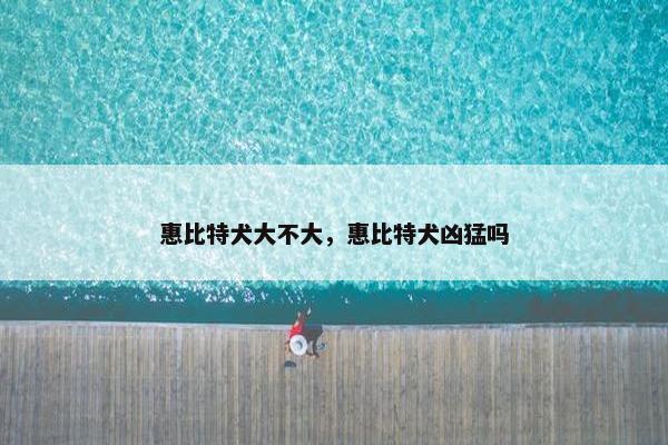 惠比特犬大不大，惠比特犬凶猛吗
