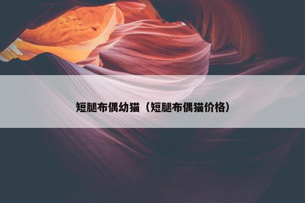 短腿布偶幼猫（短腿布偶猫价格）
