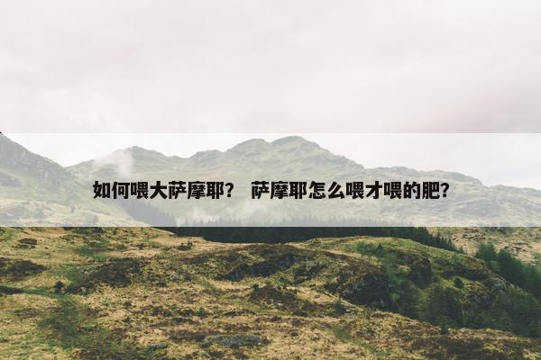 如何喂大萨摩耶？ 萨摩耶怎么喂才喂的肥？