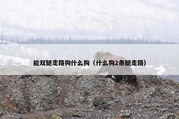 能双腿走路狗什么狗（什么狗2条腿走路）