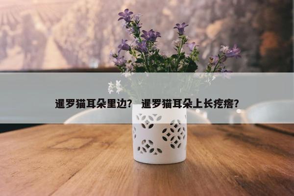 暹罗猫耳朵里边？ 暹罗猫耳朵上长疙瘩？