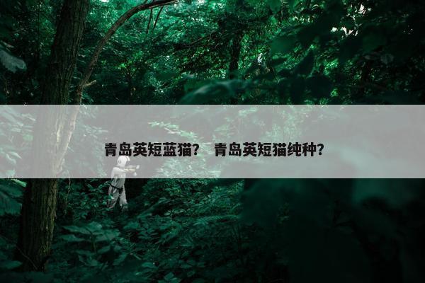青岛英短蓝猫？ 青岛英短猫纯种？