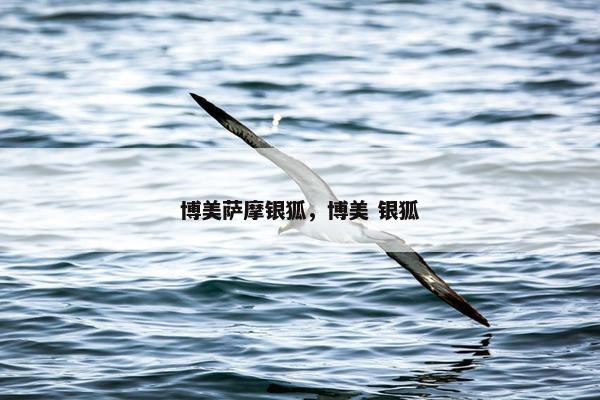 博美萨摩银狐，博美 银狐