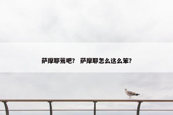 萨摩耶蔫吧？ 萨摩耶怎么这么笨？