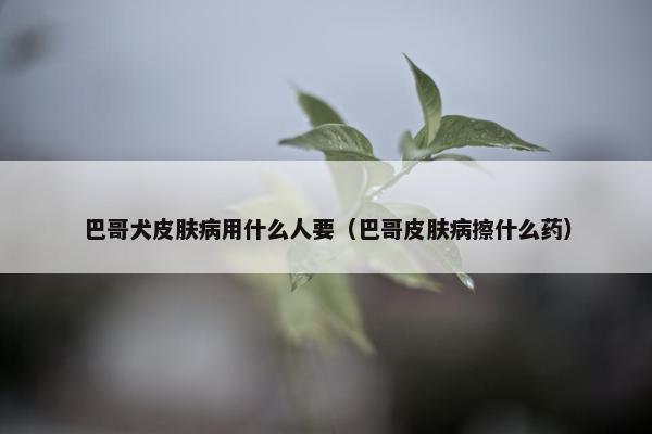 巴哥犬皮肤病用什么人要（巴哥皮肤病擦什么药）