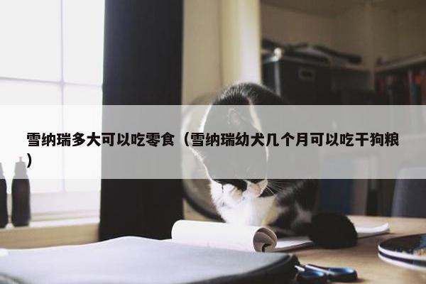 雪纳瑞多大可以吃零食（雪纳瑞幼犬几个月可以吃干狗粮）