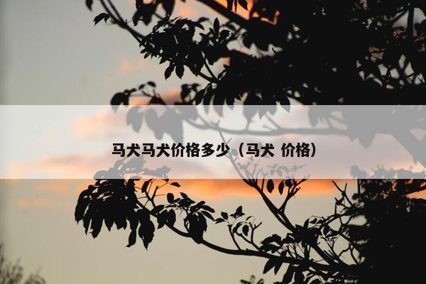 马犬马犬价格多少（马犬 价格）