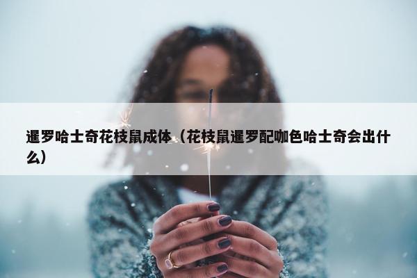 暹罗哈士奇花枝鼠成体（花枝鼠暹罗配咖色哈士奇会出什么）