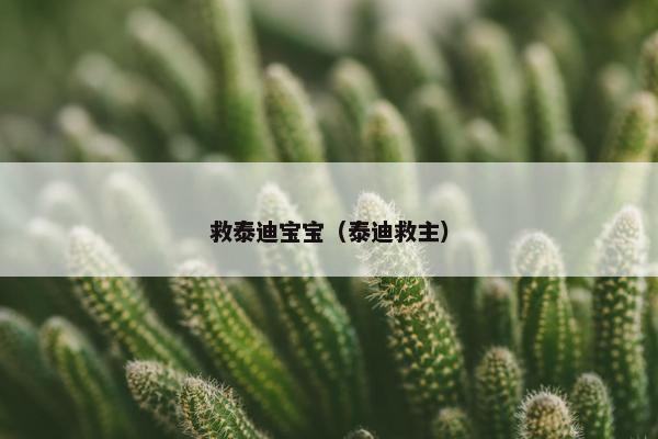 救泰迪宝宝（泰迪救主）