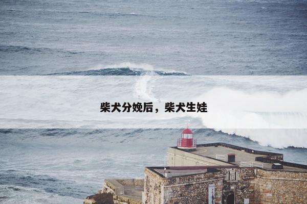 柴犬分娩后，柴犬生娃