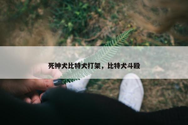 死神犬比特犬打架，比特犬斗殴