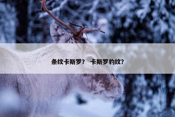 条纹卡斯罗？ 卡斯罗豹纹？