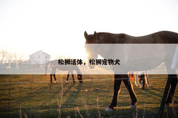 松狮活体，松狮宠物犬