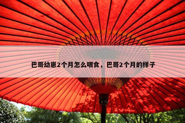 巴哥幼崽2个月怎么喂食，巴哥2个月的样子