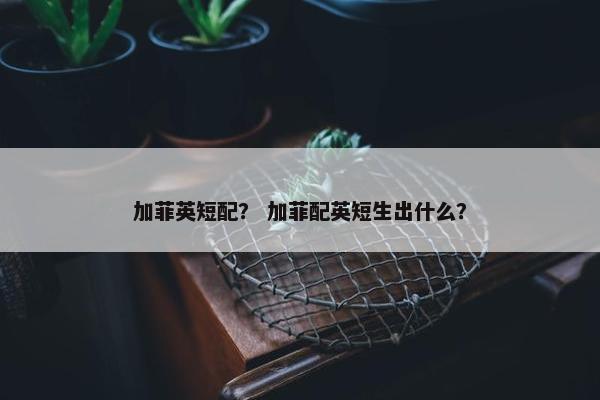 加菲英短配？ 加菲配英短生出什么？