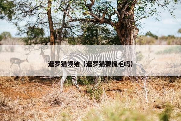 暹罗猫领结（暹罗猫要梳毛吗）