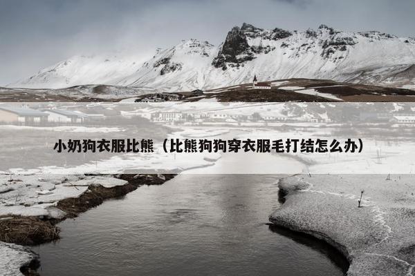 小奶狗衣服比熊（比熊狗狗穿衣服毛打结怎么办）