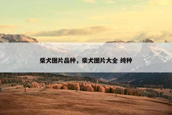 柴犬图片品种，柴犬图片大全 纯种