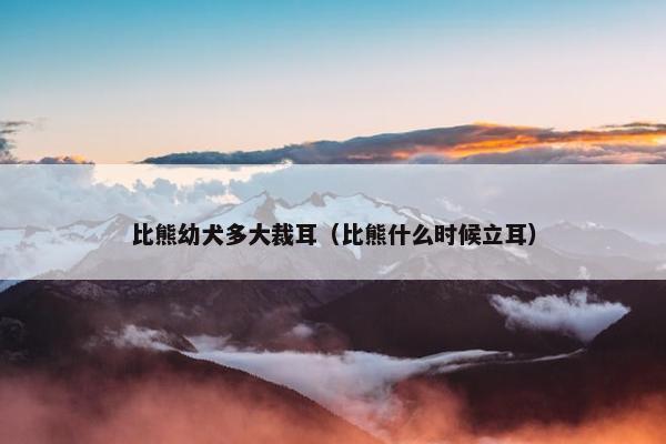 比熊幼犬多大裁耳（比熊什么时候立耳）