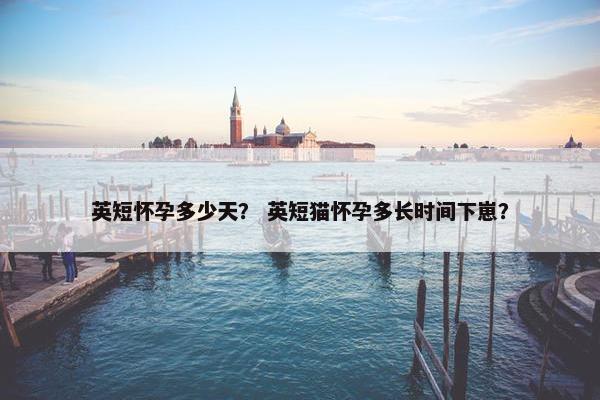 英短怀孕多少天？ 英短猫怀孕多长时间下崽？