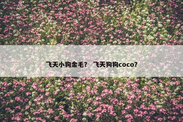 飞天小狗金毛？ 飞天狗狗coco？