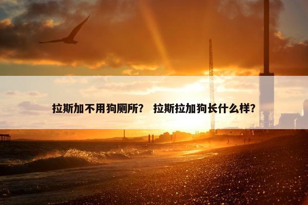 拉斯加不用狗厕所？ 拉斯拉加狗长什么样？