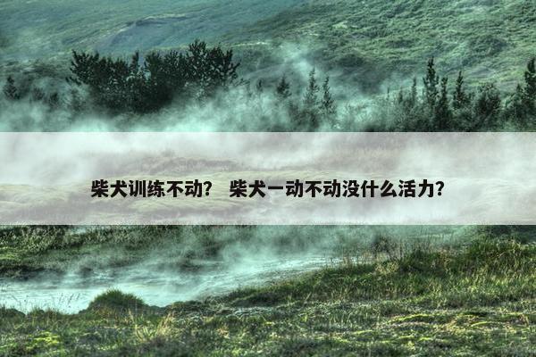 柴犬训练不动？ 柴犬一动不动没什么活力？