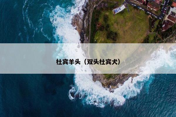 杜宾羊头（双头杜宾犬）