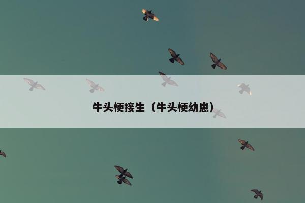 牛头梗接生（牛头梗幼崽）