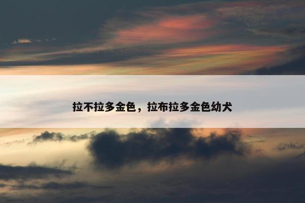 拉不拉多金色，拉布拉多金色幼犬