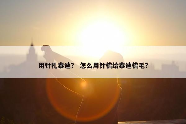 用针扎泰迪？ 怎么用针梳给泰迪梳毛？