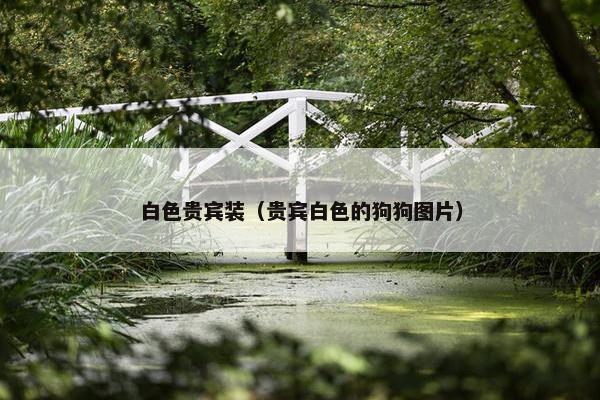 白色贵宾装（贵宾白色的狗狗图片）