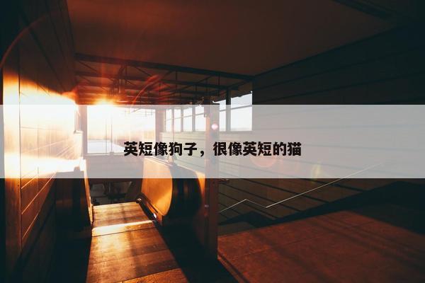 英短像狗子，很像英短的猫