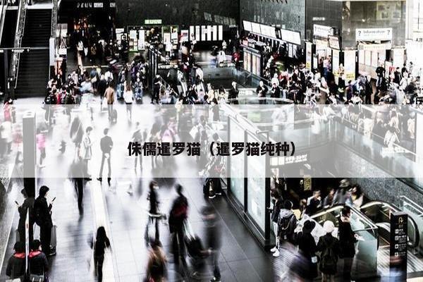 侏儒暹罗猫（暹罗猫纯种）