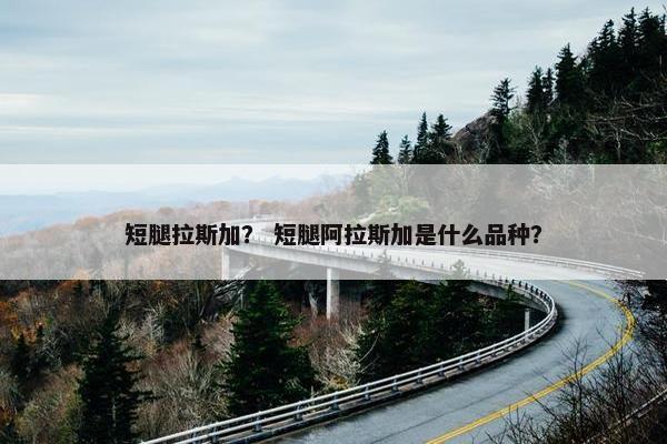 短腿拉斯加？ 短腿阿拉斯加是什么品种？
