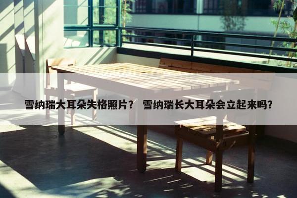 雪纳瑞大耳朵失格照片？ 雪纳瑞长大耳朵会立起来吗？