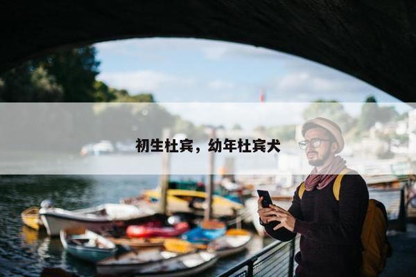 初生杜宾，幼年杜宾犬