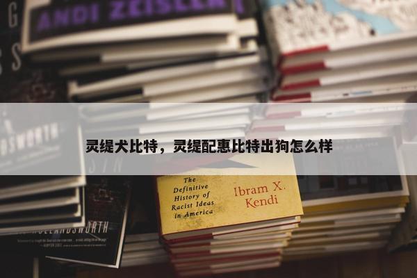 灵缇犬比特，灵缇配惠比特出狗怎么样