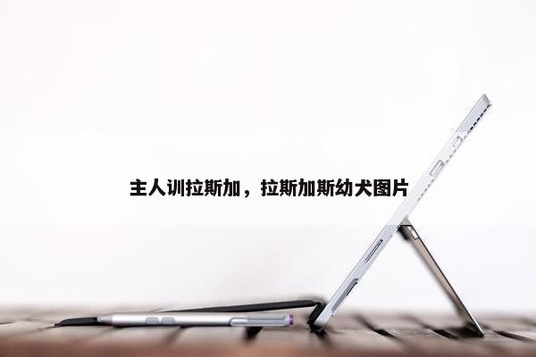 主人训拉斯加，拉斯加斯幼犬图片