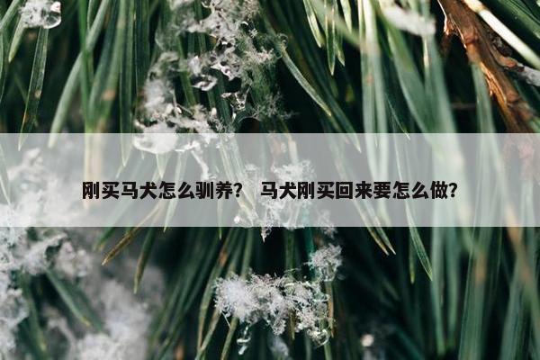 刚买马犬怎么驯养？ 马犬刚买回来要怎么做？