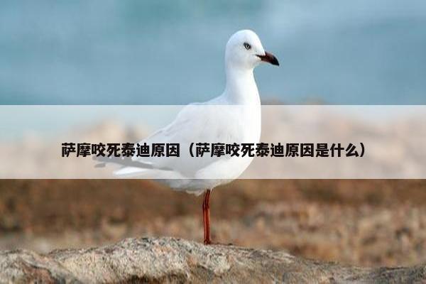 萨摩咬死泰迪原因（萨摩咬死泰迪原因是什么）