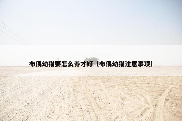 布偶幼猫要怎么养才好（布偶幼猫注意事项）