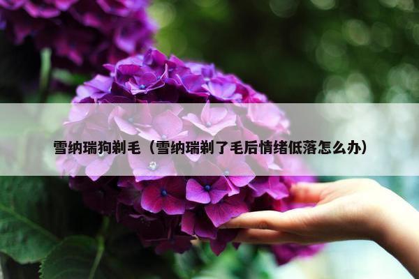 雪纳瑞狗剃毛（雪纳瑞剃了毛后情绪低落怎么办）