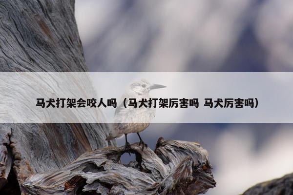 马犬打架会咬人吗（马犬打架厉害吗 马犬厉害吗）