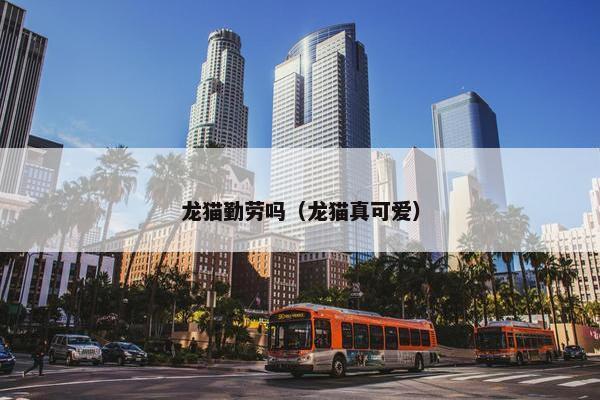 龙猫勤劳吗（龙猫真可爱）