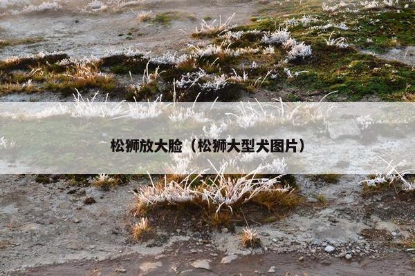 松狮放大脸（松狮大型犬图片）
