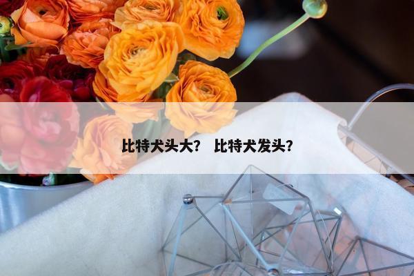 比特犬头大？ 比特犬发头？
